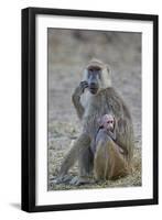 Yellow baboon mother and days-old infant, Ruaha National Park, Tanzania, East Africa, Africa-James Hager-Framed Photographic Print