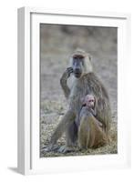 Yellow baboon mother and days-old infant, Ruaha National Park, Tanzania, East Africa, Africa-James Hager-Framed Photographic Print