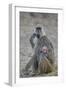 Yellow baboon mother and days-old infant, Ruaha National Park, Tanzania, East Africa, Africa-James Hager-Framed Photographic Print