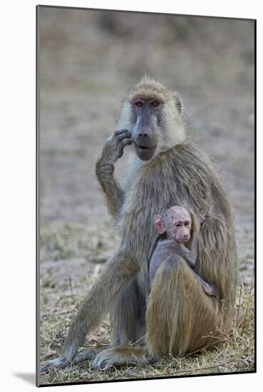 Yellow baboon mother and days-old infant, Ruaha National Park, Tanzania, East Africa, Africa-James Hager-Mounted Photographic Print