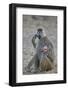 Yellow baboon mother and days-old infant, Ruaha National Park, Tanzania, East Africa, Africa-James Hager-Framed Photographic Print