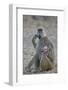 Yellow baboon mother and days-old infant, Ruaha National Park, Tanzania, East Africa, Africa-James Hager-Framed Photographic Print