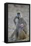 Yellow baboon mother and days-old infant, Ruaha National Park, Tanzania, East Africa, Africa-James Hager-Framed Stretched Canvas