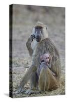 Yellow baboon mother and days-old infant, Ruaha National Park, Tanzania, East Africa, Africa-James Hager-Stretched Canvas