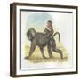 Yellow Baboon Papio Cynocephalus Carrying Infant on Back-null-Framed Giclee Print