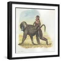 Yellow Baboon Papio Cynocephalus Carrying Infant on Back-null-Framed Giclee Print