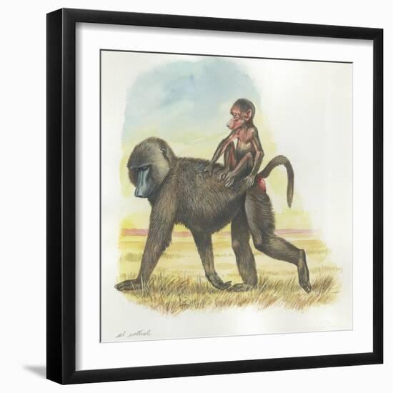 Yellow Baboon Papio Cynocephalus Carrying Infant on Back-null-Framed Giclee Print