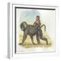 Yellow Baboon Papio Cynocephalus Carrying Infant on Back-null-Framed Giclee Print