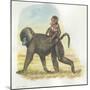 Yellow Baboon Papio Cynocephalus Carrying Infant on Back-null-Mounted Giclee Print