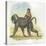 Yellow Baboon Papio Cynocephalus Carrying Infant on Back-null-Stretched Canvas