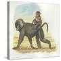 Yellow Baboon Papio Cynocephalus Carrying Infant on Back-null-Stretched Canvas