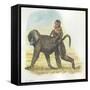 Yellow Baboon Papio Cynocephalus Carrying Infant on Back-null-Framed Stretched Canvas