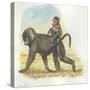 Yellow Baboon Papio Cynocephalus Carrying Infant on Back-null-Stretched Canvas