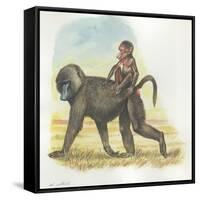 Yellow Baboon Papio Cynocephalus Carrying Infant on Back-null-Framed Stretched Canvas