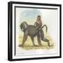 Yellow Baboon Papio Cynocephalus Carrying Infant on Back-null-Framed Giclee Print