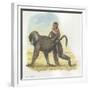 Yellow Baboon Papio Cynocephalus Carrying Infant on Back-null-Framed Giclee Print