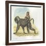 Yellow Baboon Papio Cynocephalus Carrying Infant on Back-null-Framed Giclee Print