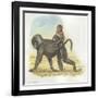 Yellow Baboon Papio Cynocephalus Carrying Infant on Back-null-Framed Giclee Print