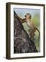 Yellow baboon (Papio cynocephalus), juvenile climbing a palm tree, Selous Game Reserve, Tanzania, E-James Hager-Framed Photographic Print