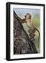 Yellow baboon (Papio cynocephalus), juvenile climbing a palm tree, Selous Game Reserve, Tanzania, E-James Hager-Framed Photographic Print