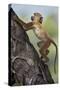 Yellow baboon (Papio cynocephalus), juvenile climbing a palm tree, Selous Game Reserve, Tanzania, E-James Hager-Stretched Canvas