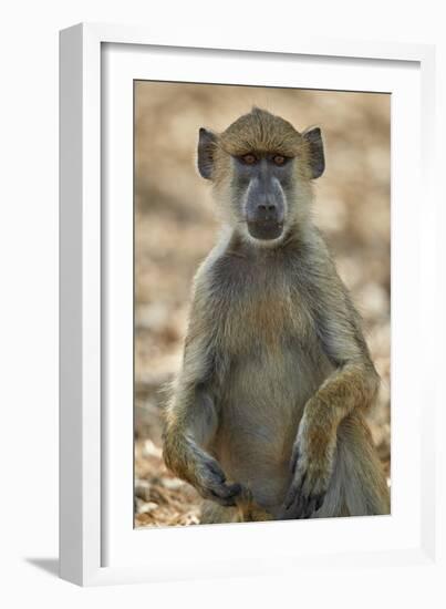 Yellow baboon (Papio cynocephalus), Selous Game Reserve, Tanzania, East Africa, Africa-James Hager-Framed Photographic Print