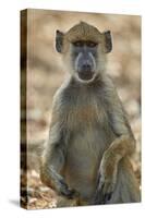 Yellow baboon (Papio cynocephalus), Selous Game Reserve, Tanzania, East Africa, Africa-James Hager-Stretched Canvas