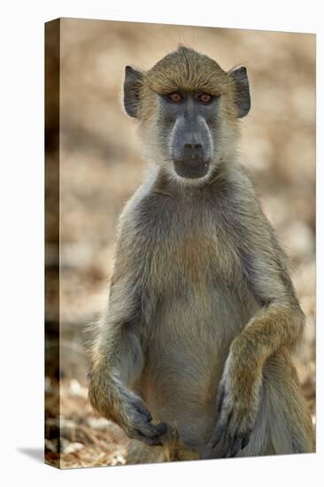 Yellow baboon (Papio cynocephalus), Selous Game Reserve, Tanzania, East Africa, Africa-James Hager-Stretched Canvas