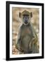 Yellow baboon (Papio cynocephalus), Selous Game Reserve, Tanzania, East Africa, Africa-James Hager-Framed Photographic Print