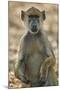 Yellow baboon (Papio cynocephalus), Selous Game Reserve, Tanzania, East Africa, Africa-James Hager-Mounted Photographic Print