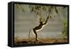 Yellow Baboon Reaching for Leaves-null-Framed Stretched Canvas