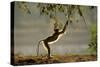 Yellow Baboon Reaching for Leaves-null-Stretched Canvas