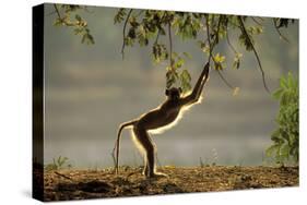 Yellow Baboon Reaching for Leaves-null-Stretched Canvas