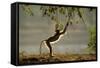 Yellow Baboon Reaching for Leaves-null-Framed Stretched Canvas