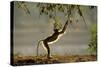 Yellow Baboon Reaching for Leaves-null-Stretched Canvas