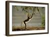 Yellow Baboon Reaching for Leaves-null-Framed Photographic Print