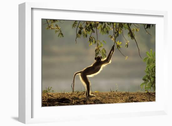 Yellow Baboon Reaching for Leaves-null-Framed Photographic Print