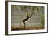Yellow Baboon Reaching for Leaves-null-Framed Photographic Print