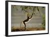 Yellow Baboon Reaching for Leaves-null-Framed Photographic Print