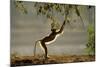 Yellow Baboon Reaching for Leaves-null-Mounted Photographic Print