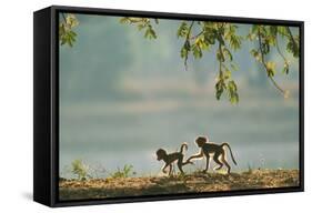 Yellow Baboon Two Young, in the Early Morning-null-Framed Stretched Canvas