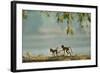 Yellow Baboon Two Young, in the Early Morning-null-Framed Photographic Print