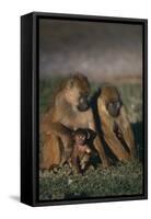 Yellow Baboons and Baby-DLILLC-Framed Stretched Canvas