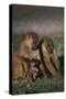 Yellow Baboons and Baby-DLILLC-Stretched Canvas