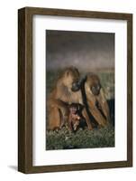 Yellow Baboons and Baby-DLILLC-Framed Photographic Print