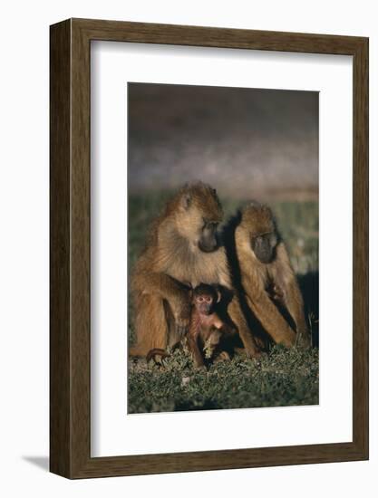 Yellow Baboons and Baby-DLILLC-Framed Photographic Print