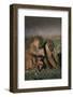 Yellow Baboons and Baby-DLILLC-Framed Photographic Print