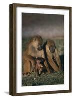 Yellow Baboons and Baby-DLILLC-Framed Photographic Print