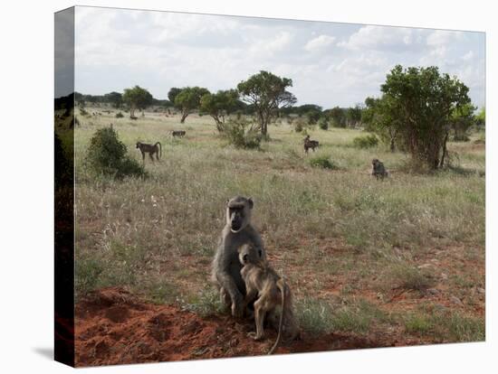 Yellow Baboons (Papio Hamadryas Cynocephalus), Tsavo East National Park, Kenya, East Africa, Africa-Sergio Pitamitz-Stretched Canvas