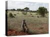 Yellow Baboons (Papio Hamadryas Cynocephalus), Tsavo East National Park, Kenya, East Africa, Africa-Sergio Pitamitz-Stretched Canvas
